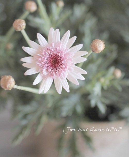 <i>Argyranthemum frutescens</i><BR><BR>���֥餵��Υޡ�����å�<BR>�Υ������꡼��<BR>�ؤ�����������