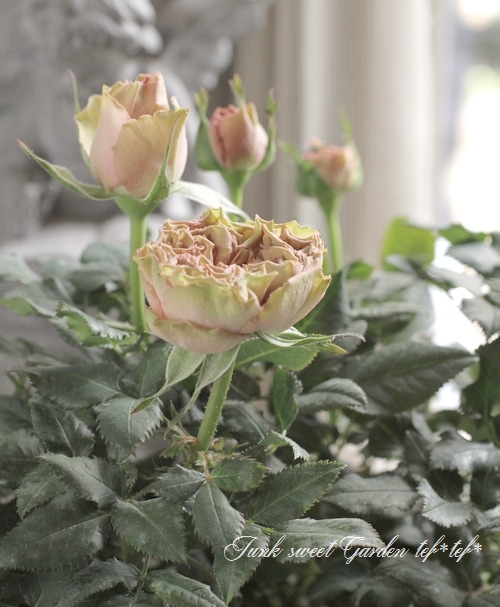 クラシカルなミニバラ フォーエバー『ミサキ』 セントラルローズ