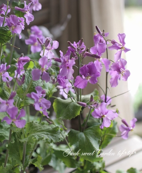 <i>Orychophragmus</i><BR><BR��ֺ�<BR>�إ�饵���ϥʥʡ�<BR>�إХ�����åȡ����ꥳ�ե饰�ॹ��