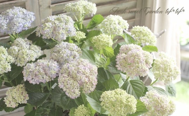 դ۲֡ޤ餭ػĻ -ߥɥ- ޤ