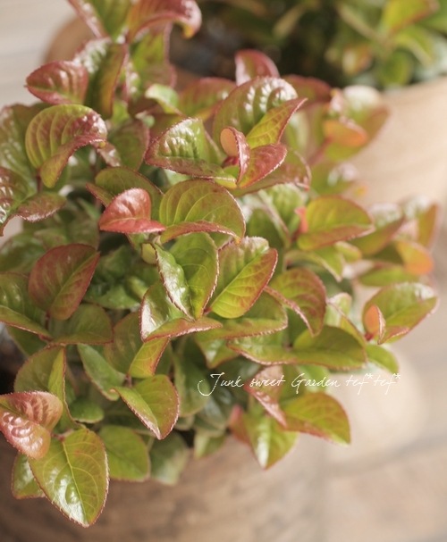 <i>Leucothoe axillaris</i><BR><BR>����ꥫ����ʥ�ƥ�<BR>�쥦���ȥ�<BR>�إ����꡼��åɡ�
