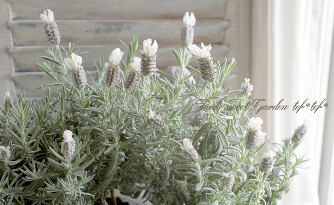 ラベンダーになります。 ラベンダーになります。 カワサキ】「Ninja ZX-6R」のカラー