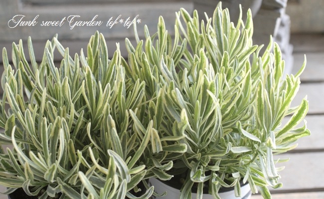 感謝価格⭐︎クンツァイト 大ぶりフリーフォーム ラベンダーカラー・ブラジル産 感謝価格⭐︎クンツァイト 大ぶりフリーフォーム ラベンダーカラー