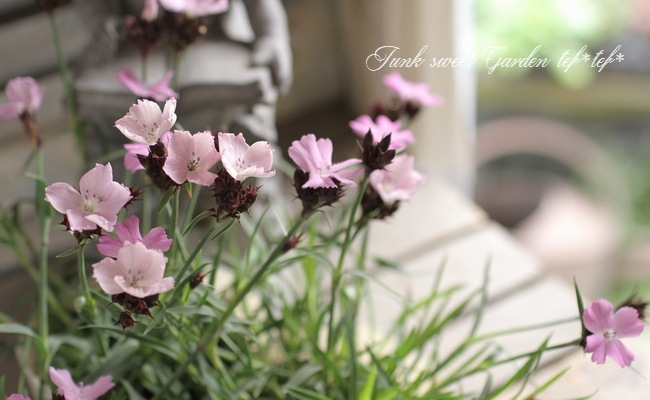 i>Dianthus carthusianorum</i><BR><BR>宿根ナデシコ<BR>ダイアンサス