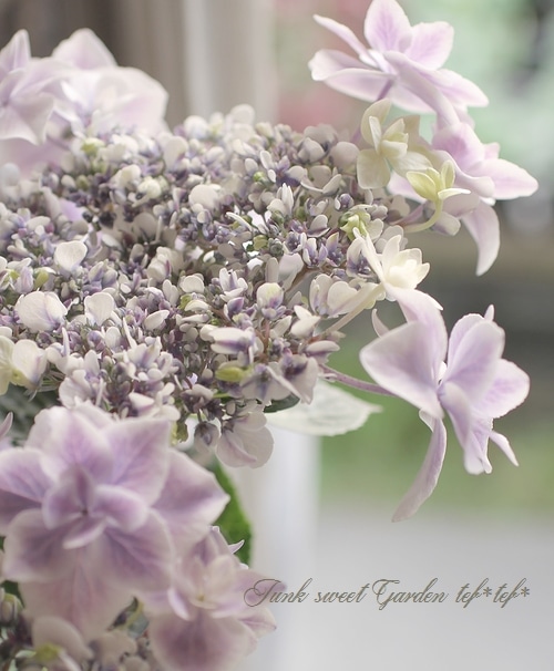 華やかな覆輪紫陽花 珍しい種類の紫陽花が沢山あります。 - Picture of