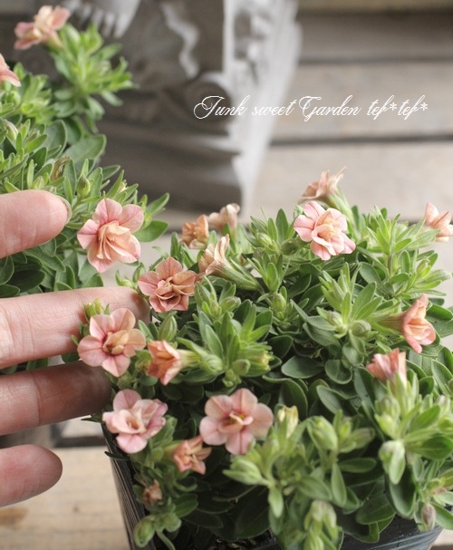 Ȭ�ź餭������֥饳�����ƥ��ե��������֥롡����ƥ��������꡼�� No.4