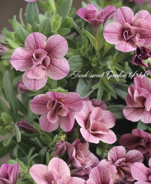 ��ʬ������롪Ȭ�ź餭����֥饳�����ƥ��ե��������֥롡����ƥ��������꡼���� No.62