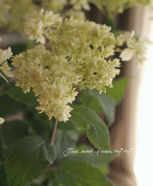 i>Hydrangea arborescens</i>'<BR><BR>八重咲きアナベル・紫陽花<BR