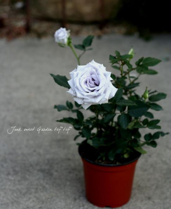 2309-81 ミニチュアトートサシェ 香り袋 ミニローズ ブルー 薔薇 楽天市場】【10％OFFクーポン 4日20時〜5日23時59分までの期間限定