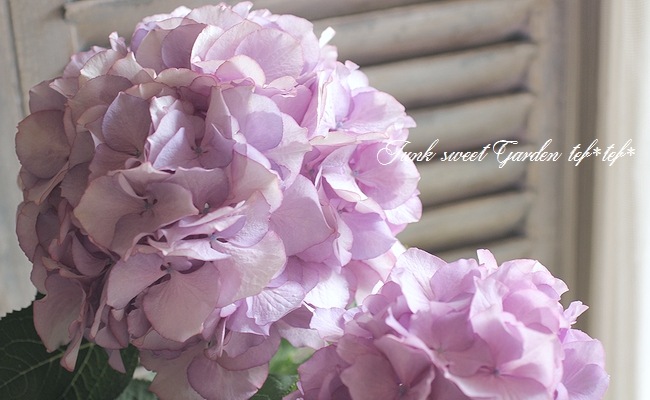オープンセール 福袋 i>Hydrangea</i><BR><BR>豪華な八重咲き紫陽花<BR>『マリー 正月