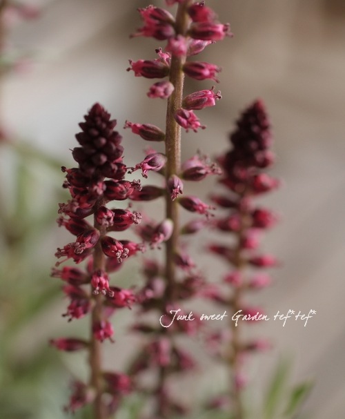 <i>Lysimachia atropurpurea</i><BR><BR>�ꥷ�ޥ���<BR>�إܥ���졼��