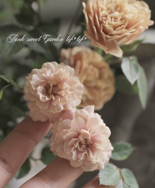 ナナ様 確認用 ミニバラ モカ 薔薇（バラ） ミニバラ・モカの苗