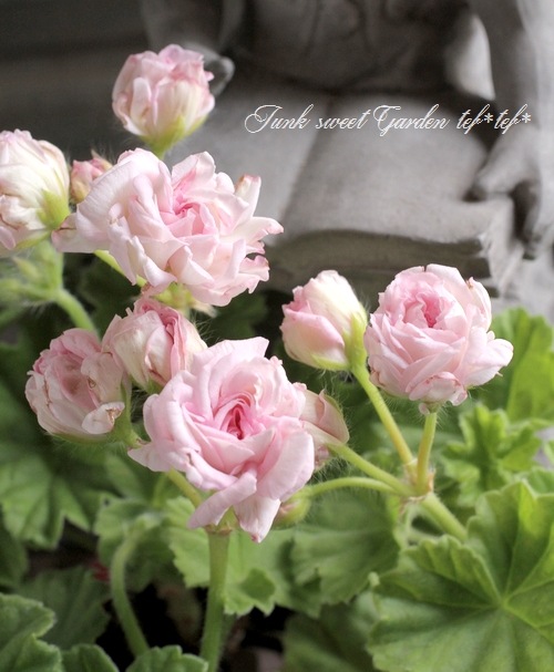 バラ咲きゼラニウム 『ミルフィーユ・ローズ』 | すべての商品