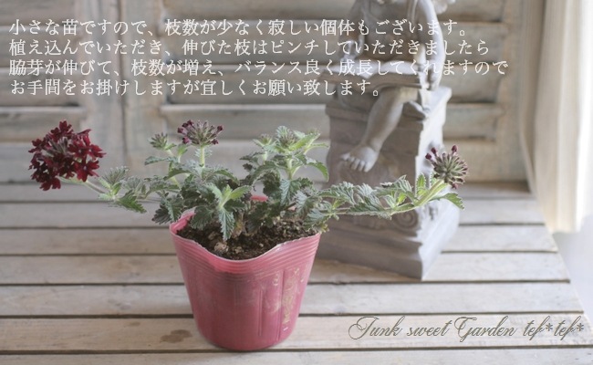 �ɺ��С��٥� �إ����åȡ�