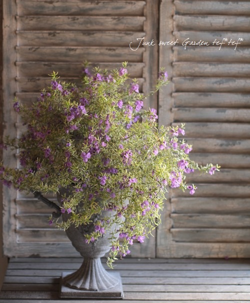 <i>Westringia fruticosa</i><BR><BR>ȥꥢ󡦥ޥ꡼<BR>ȥ󥮥<BR>إХꥨߥ饯륹