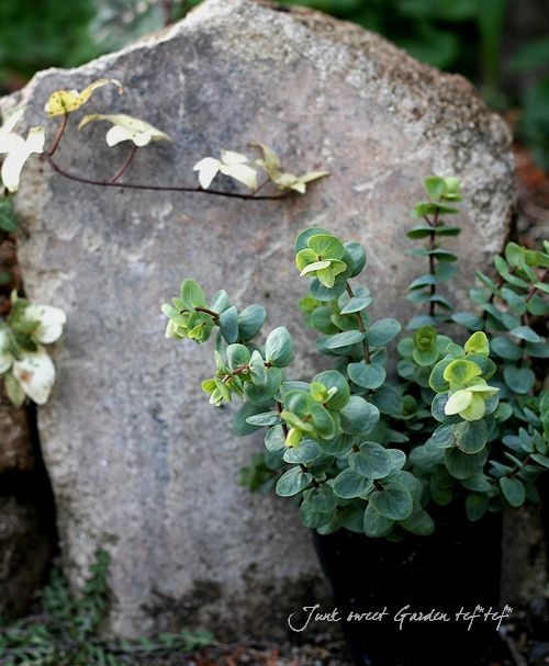 <i>Origanum rotundifolium</i><BR><BR>饤࿧β֥쥬<BR>إեꥢ