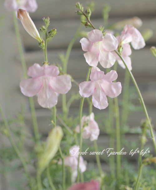 インカルビレア 『シェロン・ピンク』 | すべての商品 | | Junk sweet