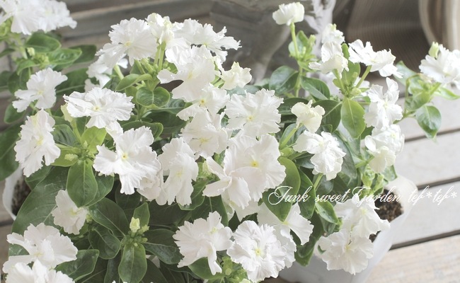 北島園芸オリジナル】 ニチニチソウ 『スクリューチュチュ