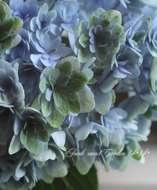 秋色紫陽花品種 『ゴキゲンヨウ』 八重咲き | すべての商品 | | Junk