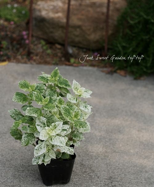 たまのろ　鉢ごとミント　バリエガータ　斑入り　ミドルカット アロカシア アマゾニカ ポリーミント バリエガータ 斑入り Alocasia x