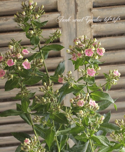 <i>Phlox paniculata</i><BR><BR>ɺեå إ쥪