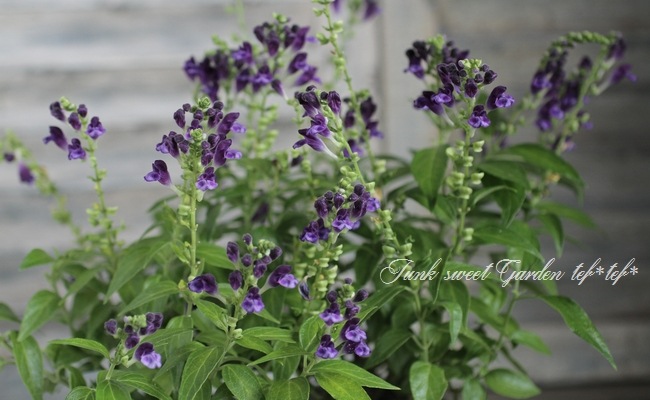 <i>Scutellaria��jyavanica</i><BR><BR>Ⱦ����OK�������ƥ�ꥢ<BR>��̾��Ωϲ��<BR>�إ٥�����