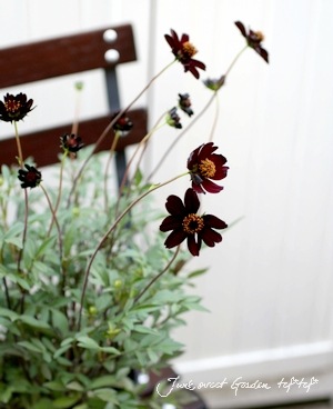 <i>Cosmos atrosanguineus</i><BR><BR>���祳�졼�ȥ����⥹<BR>���祳���������إ��祳���