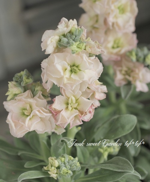 Ȭź餭ȥåإץꥳåȡ