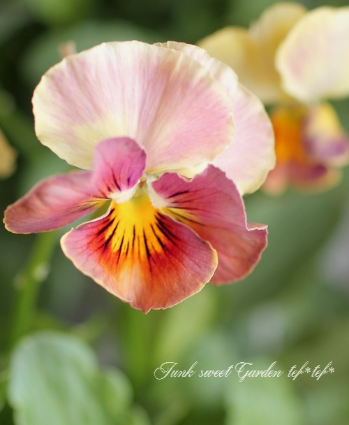 <i>Petunia��hybrida</i><BR><BR>������ݤ���<BR>�ӥ���إե���ե��ꥢ��