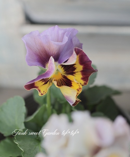 �ե��ѥ󥸡����ե�ե�إ֥��󥺡�