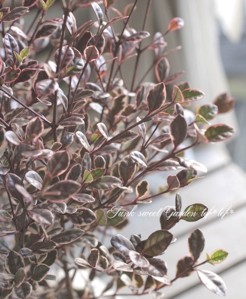 <i>Lophomyrtus ralphii</i><BR><BR>���ե��ߥ륿��<BR>�إޥ��å��ɥ饴�����ȭ��