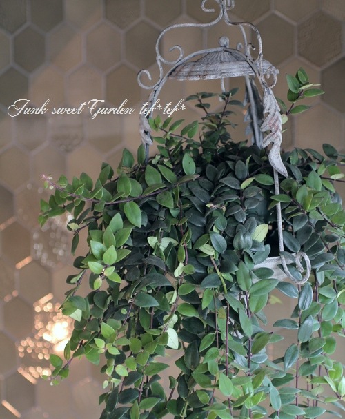 <i>Aeschynanthus </i><BR><BR>��ȥ��åȤ�tef*tef*Green�����ǥ��͡���<BR>�إ������ʥ󥵥��ߥ֥ꥭ��