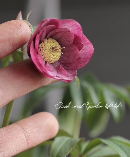 大木　玉　dd クリスマスローズ 大木 玉 dd クリスマスローズ