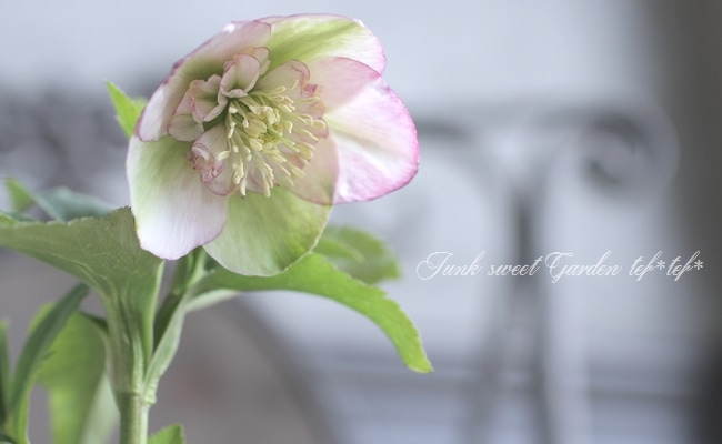 クリスマスローズ 大和園・佐藤さん作出 『ピンクピコティ』 No.5