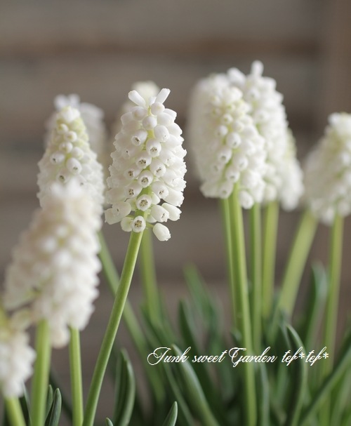 ムスカリ 『ホワイトマジック』 芽出し球根 | すべての商品 | | Junk