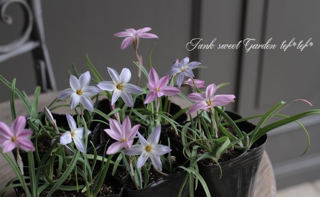 ハナニラ イエイオン ピンク ブルーmix植え すべての商品 Junk Sweet Garden Tef Tef ハナニラ イエイオン ピンク ブルーmix植え すべての商品 Junk Sweet Garden Tef Tef