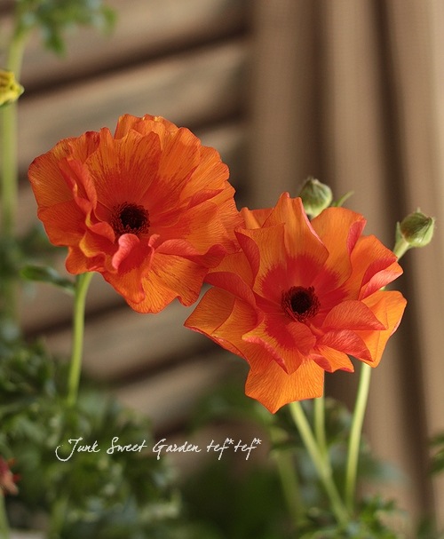 ラナンキュラス ラックスシリーズ 『ミノアン』 | すべての商品