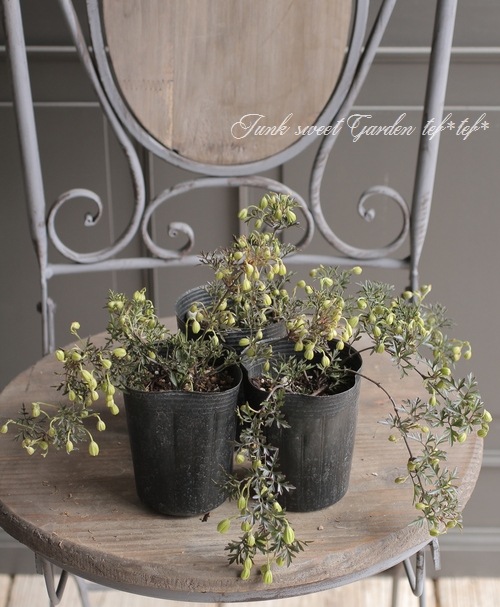 �ե����ƥ꡼�ϥ���ޥ������إڥȥꥨ����