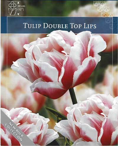 チューリップ 冷蔵チューリップ・約7球植え 大人色！八重咲き 『斑入りトップ