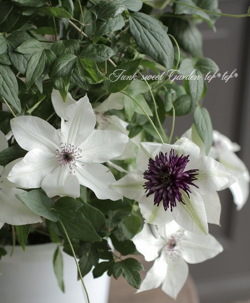 月花様確認用 八重咲きクレマチス『ビエネッタ＋ピスタチオ2品種植え』 | すべての