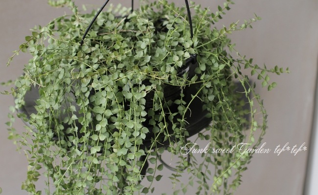 ǥǥߥꥪϡȡإ꡼١