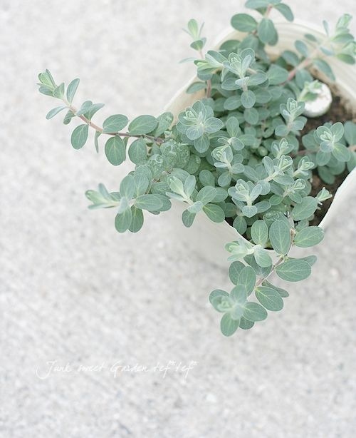 �ҥڥꥫ�ࡡ�إ���С��ʡ�