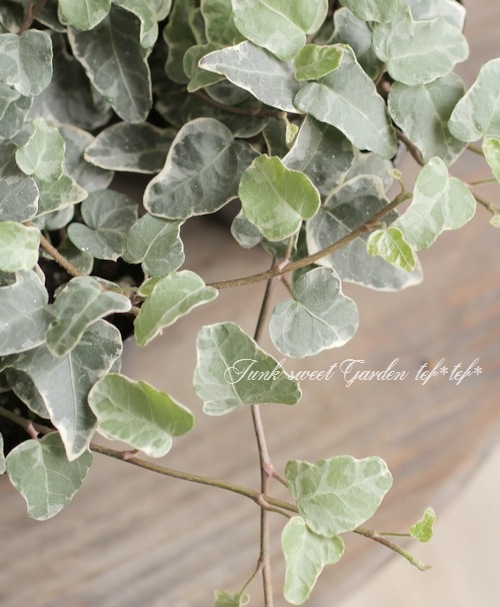 �إǥ顡�إ�ȥ�ץ���ʡ�