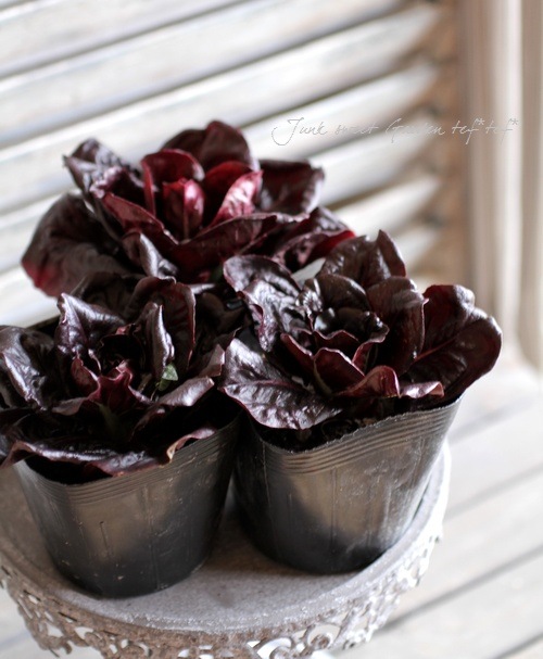 <i>Cichorium intybus</i><BR><BR>�����ȥ٥����֥�<BR>�ߤ�ȱ�ݤ���Ρإ������