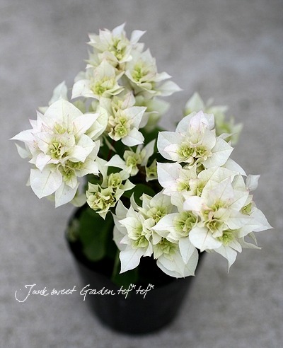 ブーゲンビリア① i>Bougainvillea</i><BR><BR>ブーゲンビリア<BR>ホワイトピンク