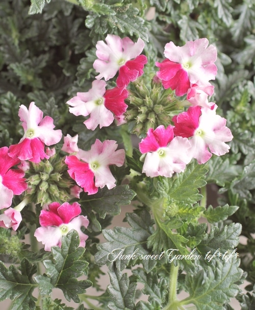 <i>Verbena spp. </i><BR><BR>���ܷϥС��٥ʡ���ʥ�<BR>�إĥ���������