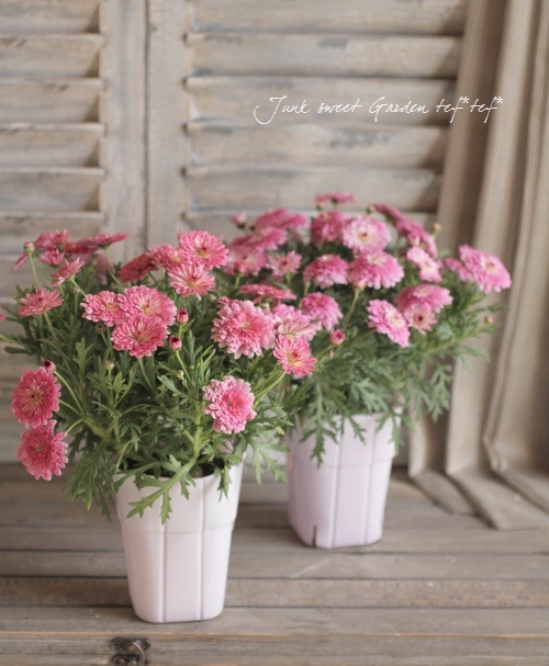 Argyranthemum frutescens<BR><BR>�ޡ�����åȡ����ޡ�����<BR>�إǥ����ץ�������