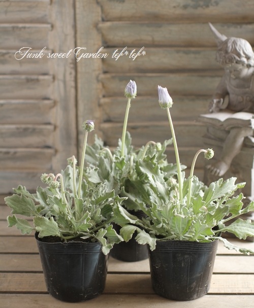 �ɺ��������ȥ��� �إ����ǥ�����