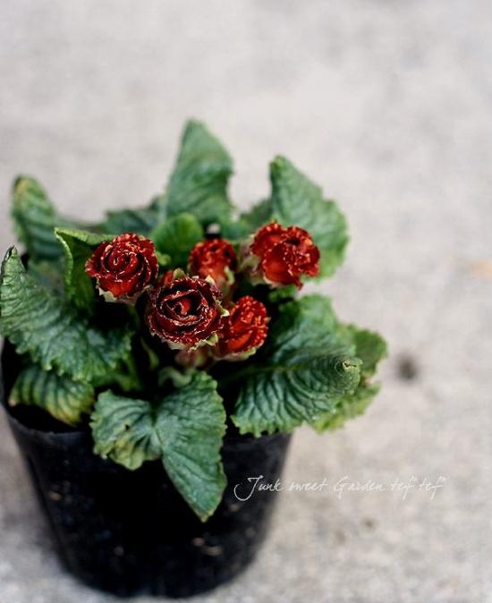 ���祳�졼�ȿ��Υץ��顦����ꥢ�� �إ��祳���