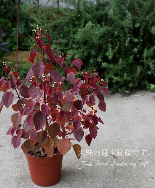 �桼�ե���ӥ����إ��祳�꡼�ա١��ݤߤΤ��������բ�